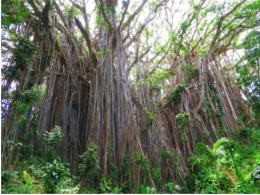 Giant Banyan Tree